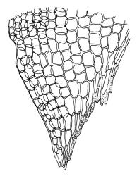 Dicranoloma obesifolium, alar cells. Drawn from A.J. Fife 8434, CHR 464665, and W. Martin 550.1, CHR 528805.
 Image: R.C. Wagstaff © Landcare Research 2018 